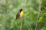 Common Yellowthroatborder=